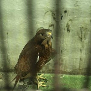 White eyed buzzard - Lahore zoo 8/4/2017