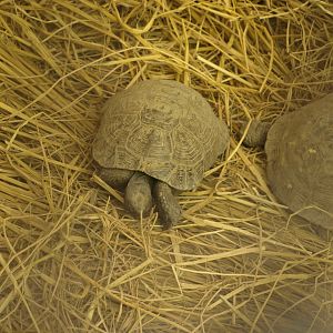 Young spur thighed tortoise - Lahore zoo 8/4/2017