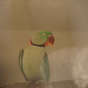 Alexandrine parakeet - Lahore zoo 8/4/2017