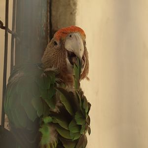 Cape parrot - Lahore zoo 8/4/2017