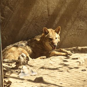 Asiatic jackal - Lahore zoo 8/4/2017