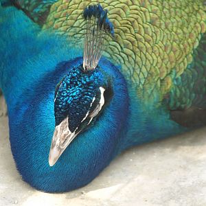 Peacock - Lahore zoo 8/4/2017