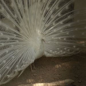 Peacock displaying - Lahore zoo 8/4/2017