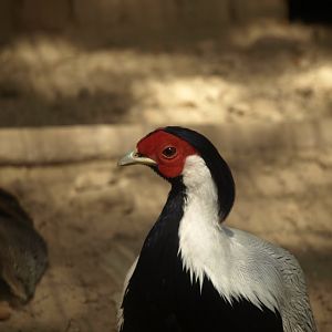 Silver pheasant - Lahore zoo 8/4/2017
