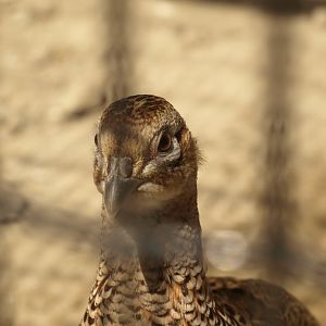 Common pheasant - Lahore zoo 8/4/2017