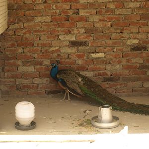 Peacock - Lahore zoo 8/4/2017
