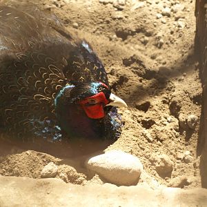 Melanistic common pheasant - Lahore zoo 8/4/2017