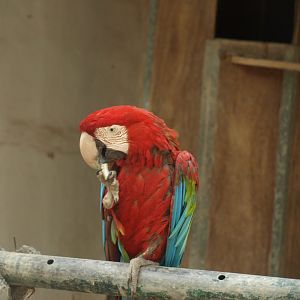 Green winged macaw - Lahore zoo 8/4/2017