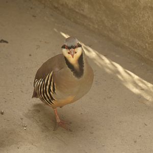 Chukar partridge - Lahore zoo 8/4/2017