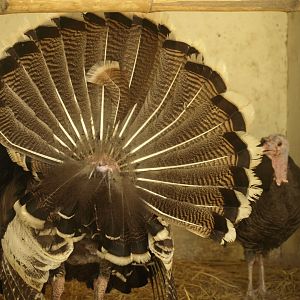 Turkey - Lahore zoo 8/4/2017