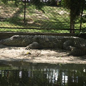 Mugger - Lahore zoo 8/4/2017