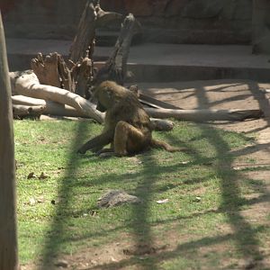 Olive baboon - Lahore zoo 8/4/2017
