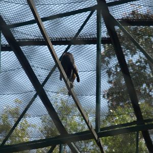 Tufted capuchin - Lahore zoo 8/4/2017