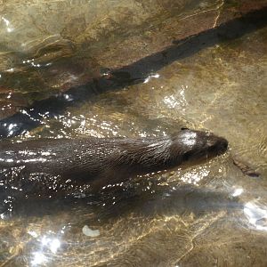 Smooth coated otter - Lahore zoo 8/4/2017