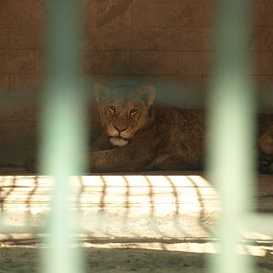 Lion - Lahore zoo 8/4/2017
