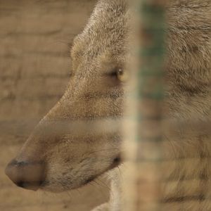 Indian wolf - Lahore zoo 8/4/2017
