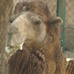 Bactrian camel - Lahore zoo 8/4/2017