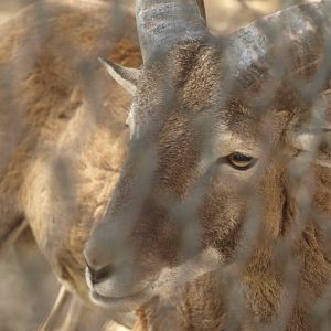Urial - Lahore zoo 8/4/2017