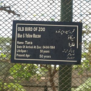 Macaw sign - Lahore zoo 8/4/2017