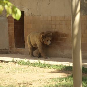 Himalayan brown bear - Lahore zoo 8/4/2017