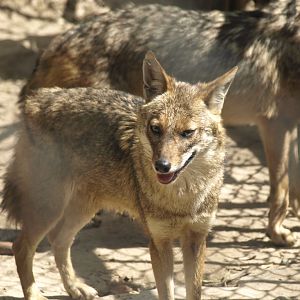 Asiatic jackal - Lahore zoo 8/4/2017