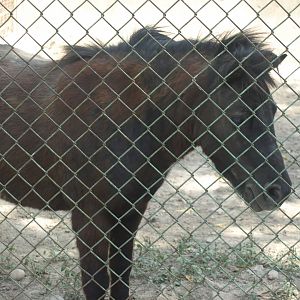 Miniature horse - Lahore zoo 8/4/2017