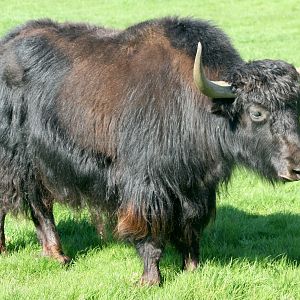 Yak (old Onager Paddock); Whipsnade; 8th April 2017