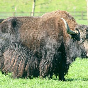 Yak (old Onager Paddock); Whipsnade; 8th April 2017
