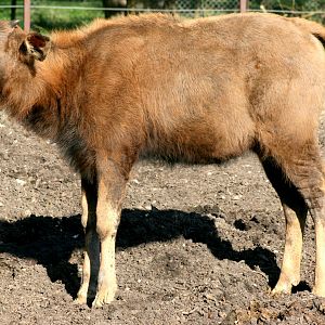 Young Gaur; Whipsnade; 8th April 2017