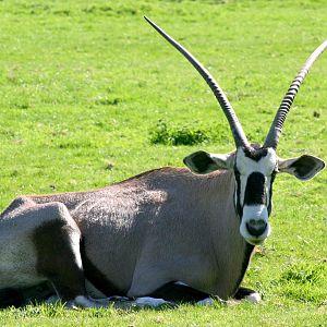 Gemsbok; Whipsnade; 8th April 2017
