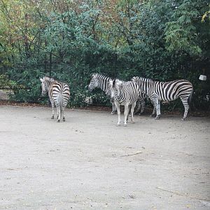 Plain zebras