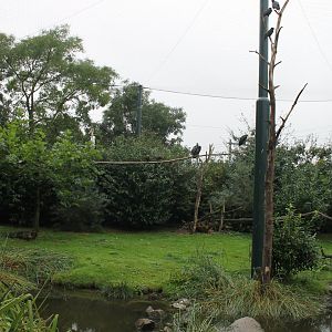 Walk-through aviary - Vultures and Wadingbirds