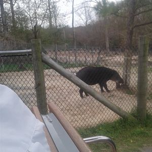 Brazilian tapir