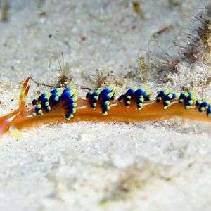 Nudibranch - Phidiana indica