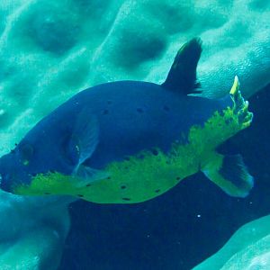 Black-spotted Pufferfish