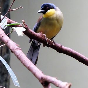 Blue-crowned laughingthrush