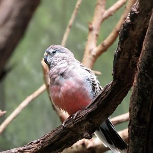 Bourke's parakeet