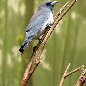 White-breasted woodswallow