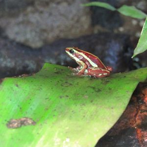 Anthony's poison arrow frog