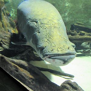 Arapaima