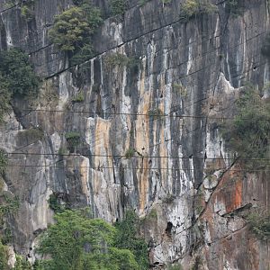 Hatinh Langur cliffs