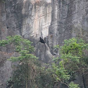 Hatinh Langur (Trachypithecus hatinhensis)