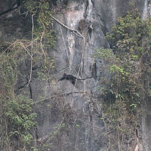Hatinh Langur (Trachypithecus hatinhensis)