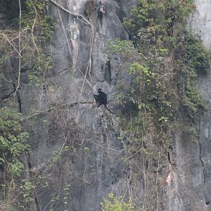 Hatinh Langur (Trachypithecus hatinhensis)