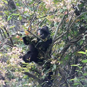 Delacour's Langur (Trachypithecus delacouri)