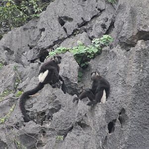 Delacour's Langur (Trachypithecus delacouri)
