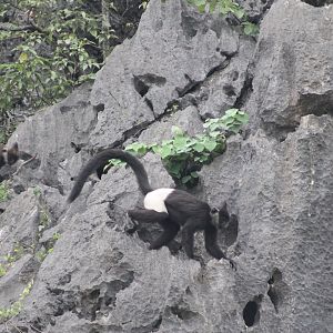Delacour's Langur (Trachypithecus delacouri)