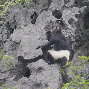 Delacour's Langur (Trachypithecus delacouri)