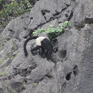 Delacour's Langur (Trachypithecus delacouri)