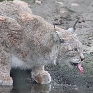 European lynx